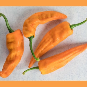 Semi di peperoncino Chilhuacle Amarillo