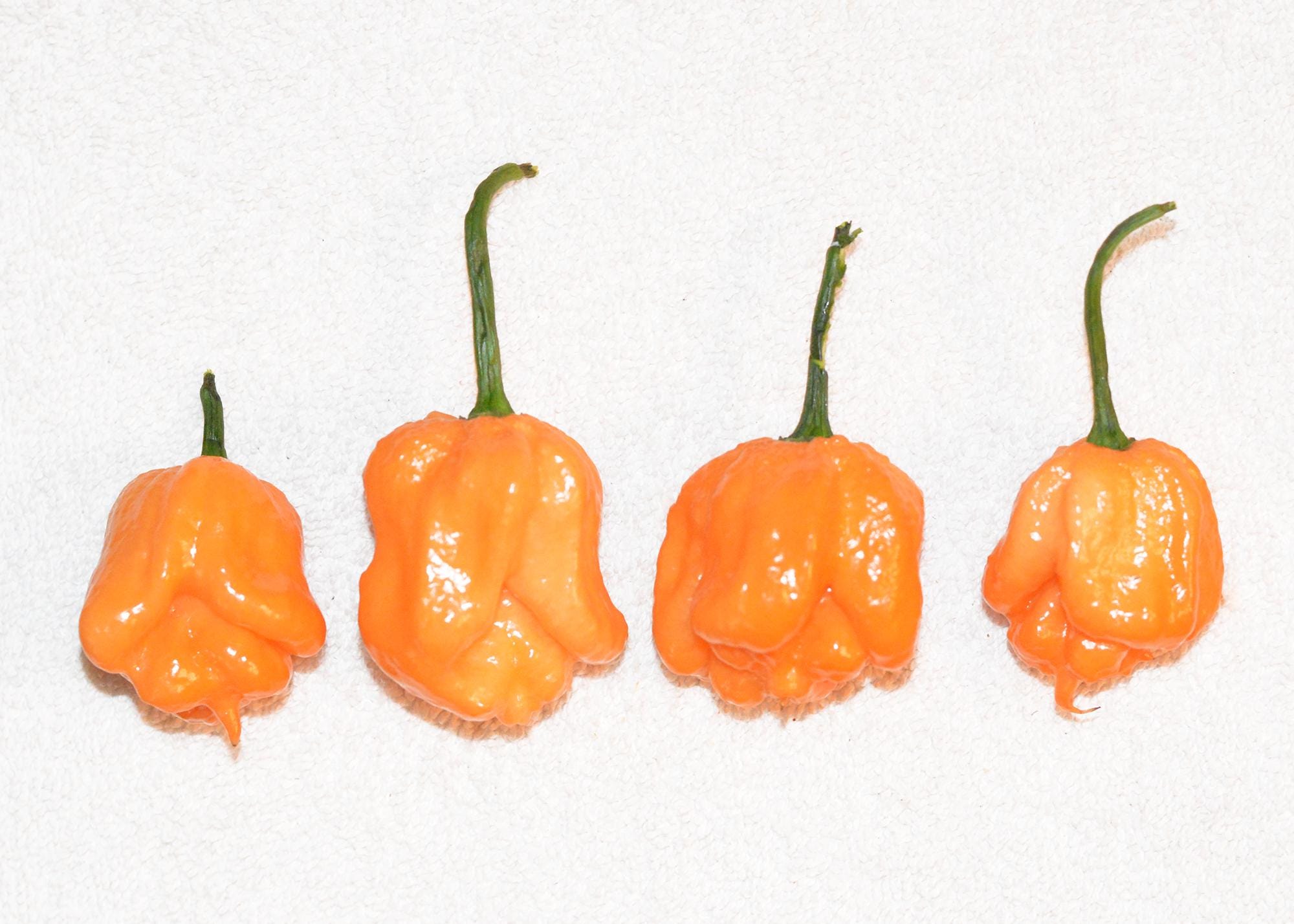 Bahamian Goat Pepper Seeds - Etsy