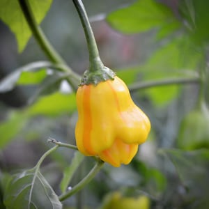 Tangerine Tiger Yellow pepper seeds (RARE!)