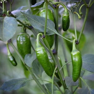 以下が含まれることがあります： さまざまな成長段階にある緑色の唐辛子がいくつかある唐辛子植物のクローズアップ。唐辛子は細長く、わずかに湾曲しており、鮮やかな緑色をしています。植物には緑色の葉と茎があります。