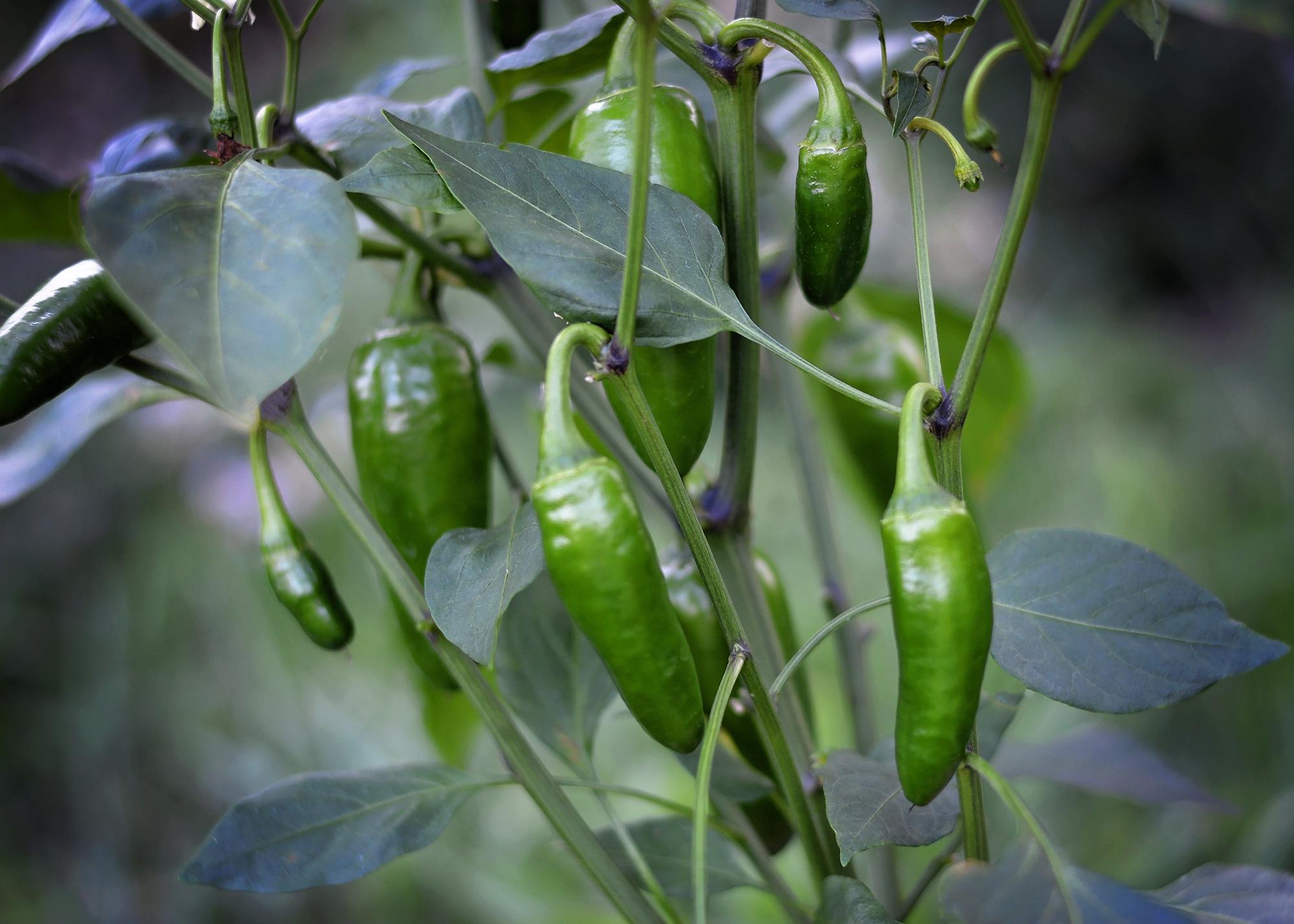 50+ Mammoth Jalapeno Hot Pepper Seeds – Heirloom, Fresh, Free Shipping
