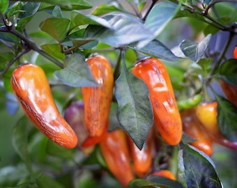 Puede incluir: Primer plano de una rama de una planta de pimiento con varios pimientos naranjas creciendo en ella. Los pimientos son brillantes y tienen una textura ligeramente arrugada.