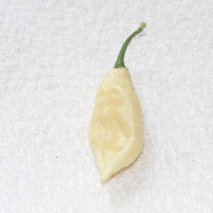 White Bhut Jolokia ( White Ghost) Pepper Seeds - Pack of 10 - Etsy
