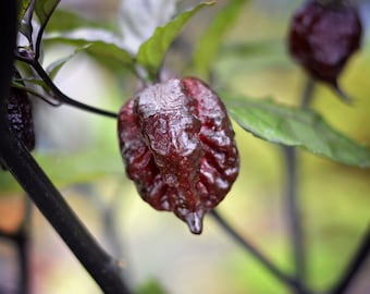 Puede incluir: Primer plano de un pimiento rojo oscuro creciendo en una vid. El pimiento tiene una textura arrugada y cuelga de una rama.