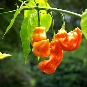 以下が含まれることがあります： 植物からぶら下がっているオレンジと黄色の唐辛子のクローズアップ。唐辛子はしわくちゃででこぼこした質感です。