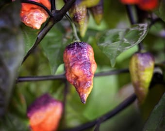 May include: Close-up of colorful peppers on a plant. The peppers are a mix of orange, purple, and yellow, with a bumpy texture. Green leaves and dark stems surround the peppers, creating a natural backdrop. The image highlights the vibrant colors and unique shapes of the peppers.
