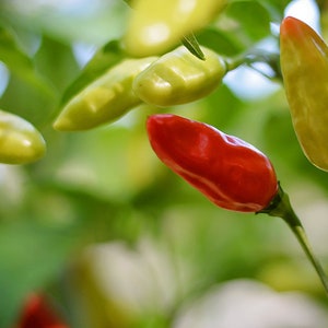 Tabasco pepper seeds - 10 seed pack