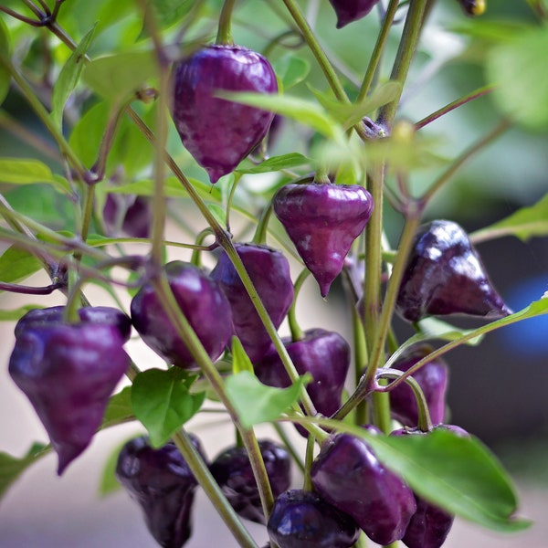 Purple UFO pepper seeds - Pack of 10