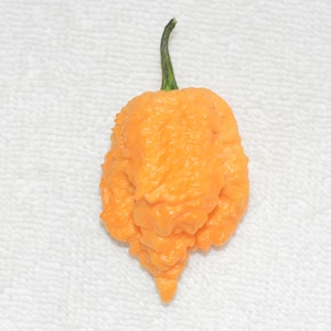Puede incluir: Un solo pimiento Carolina Reaper de color naranja brillante, con una superficie texturizada y un tallo verde. El pimiento se presenta sobre un fondo blanco, resaltando su forma y color únicos. Un primer plano enfatiza las características distintivas del pimiento.
