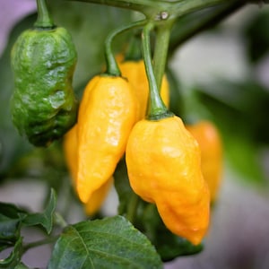 Pineapple Ghost pepper seeds