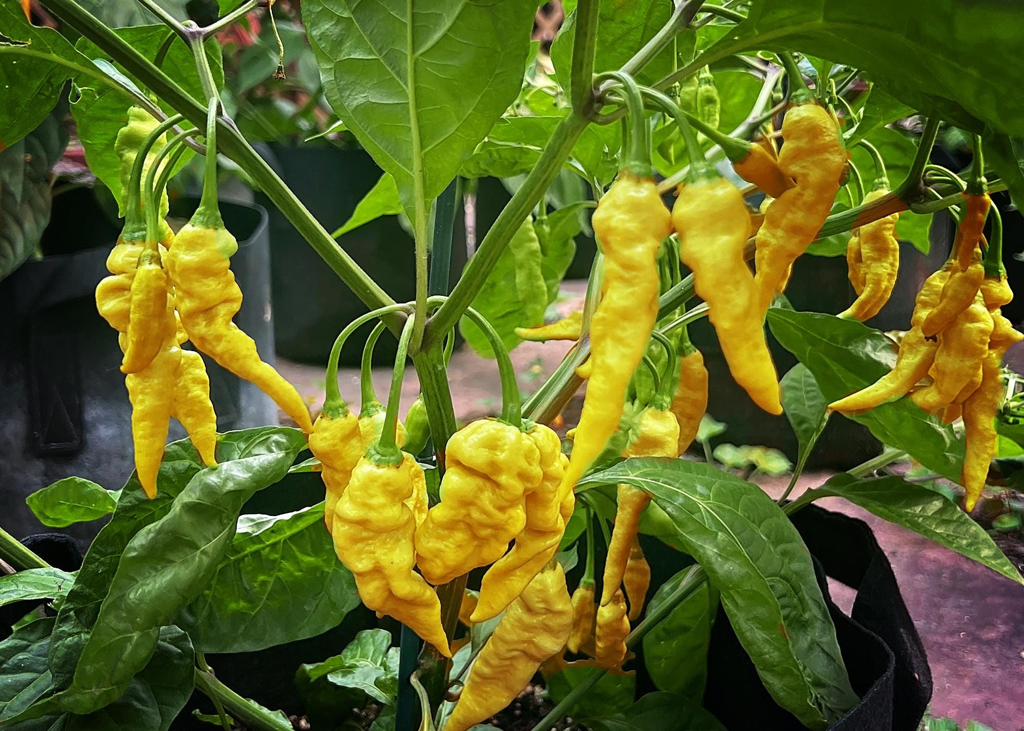 Yellow Crackberry Pepper Seeds - Etsy