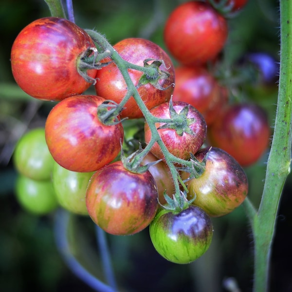 Black Strawberry Cherry Tomato seeds