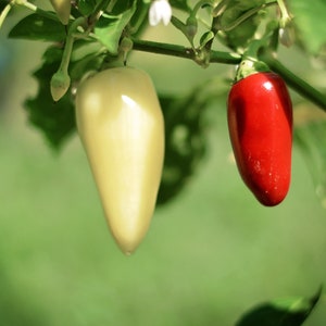 Weißer Jalapeno Pfeffer Samen - 10er Packung