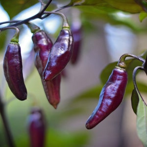 Sementes de pimenta Pimenta De Neyde - embalagem de 10
