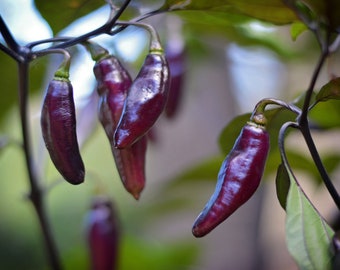 Semillas de pimiento Pimenta De Neyde - pack de 10