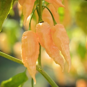 California Reaper pepper seeds - 10 seed pack