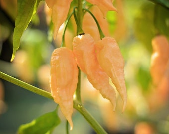 Sementes de pimenta California Reaper - pacote com 10 sementes