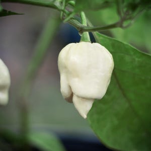 Könnte beinhalten: Zwei weiße Ghost Pepper-Chilis hängen an einer grünen Pflanze. Die Chilis sind glatt und haben eine abgerundete Form.