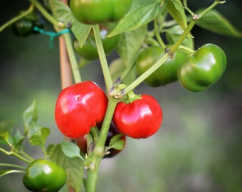 Mexibell Paprika Samen