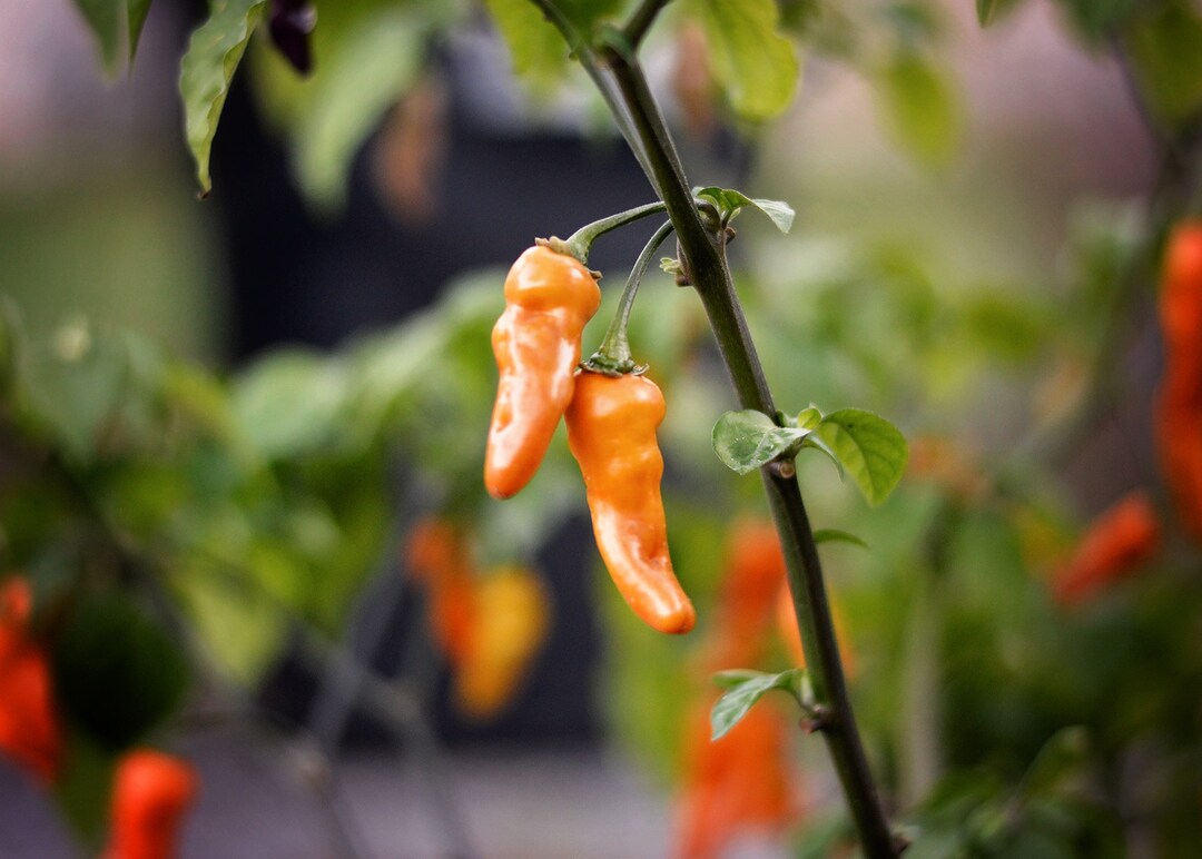 Fruitgum Orange Pepper Seeds Etsy