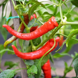 Hot Portugal pepper seeds - Pack of 10 seeds