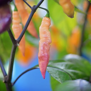 Pink Tiger pepper seeds - pack of 10