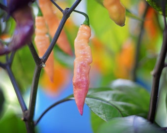 May include: Close-up of a branch of a pepper plant with several orange and pink peppers growing on it. The peppers are long and thin, with a slightly curved shape. The plant is growing in a garden setting.