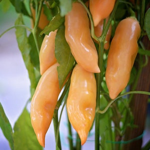 Sugar Rush Pfirsich Paprika Samen - 10 Samenpackung