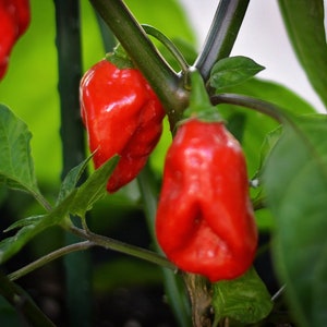Darth Maul F3 pepper seeds - pack of 10