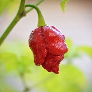 Moruga Scorpion pepper seeds - 10 seed pack