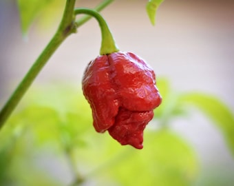 Moruga Scorpion pepper seeds - 10 seed pack