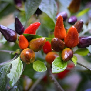 Könnte beinhalten: Nahaufnahme eines Zweigs einer Pfefferpflanze mit roten, orangefarbenen, violetten und braunen Paprikaschoten. Die Paprikaschoten wachsen in Büscheln und sind von grünen Blättern umgeben.