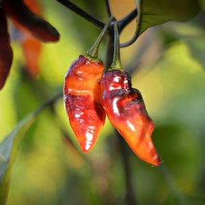 Pimenta Jolokia Black/Orange pepper seeds - pack of 10