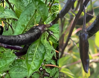 Murasaki Purple pepper seeds