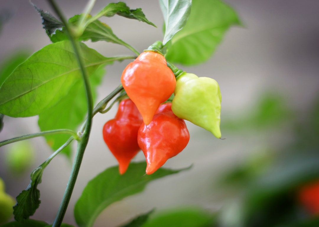 Spinning Tops Pepper Seeds Etsy