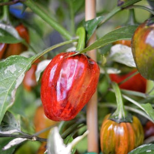 Venezuelan Purple X Candy Cane Chocolate Cherry Pepper Seeds - Etsy