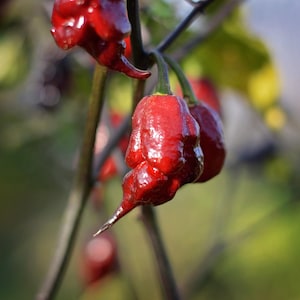 Puede incluir: Primer plano de chiles rojos arrugados creciendo en una planta. Los chiles tienen una textura única y abultada y son de un rojo vibrante.