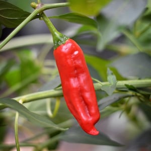 Australian Broome Chilli seeds - pack of 10
