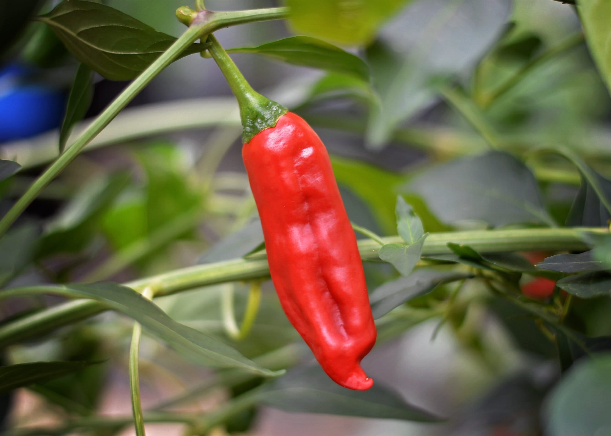 Australian Broome Chilli Seeds - Pack of 10 - Etsy