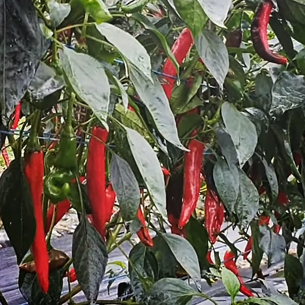 Korean Hot Pepper