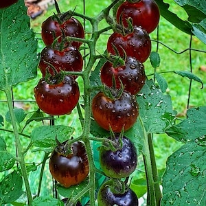 May include: A cluster of ripe, dark-colored tomatoes on the vine, glistening with water droplets. The tomatoes range in color from deep red to purplish-black, with green stems and leaves. The image captures a fresh, organic garden scene.