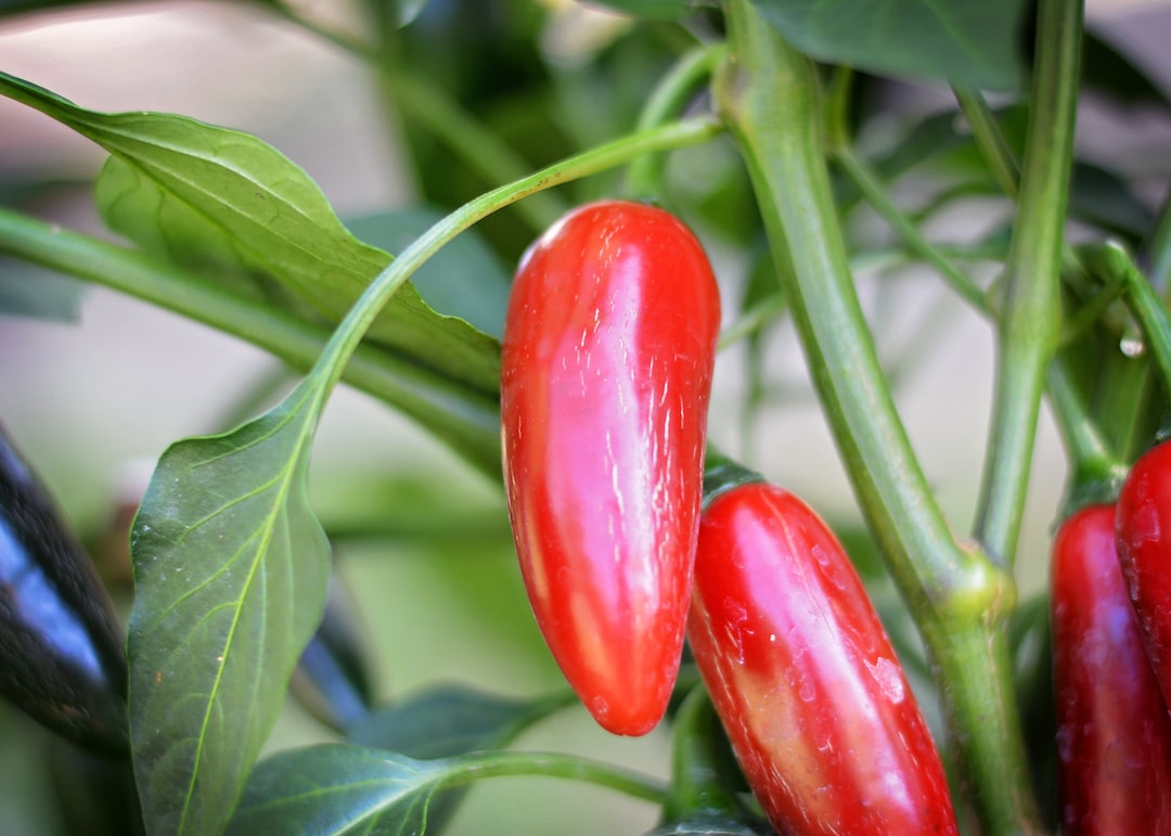 Jalapeno Gigante Pepper Seeds Pack of 10 Etsy