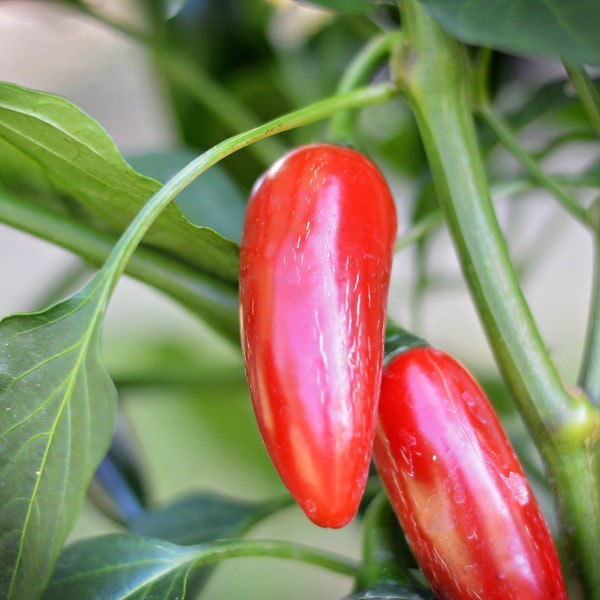 Jalapeno Gigante pepper seeds - Pack of 10