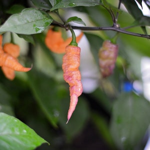 Blue Ghost Peach pepper seeds - pack of 10