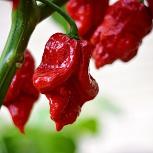 Big Red Mama pepper seeds - pack of 10