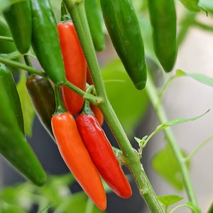 Serrano pepper seeds - pack of 10