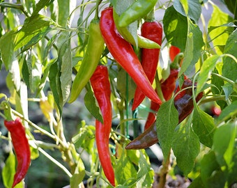 Große Chili Pfeffersamen - 10 Samenpackung