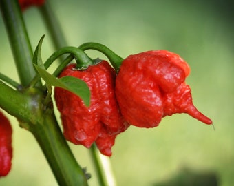 Carolina Reaper pepper seeds - 10 seed pack