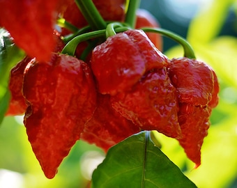 Apocalypse Scorpion Paprika Samen - 10 Samenpackung