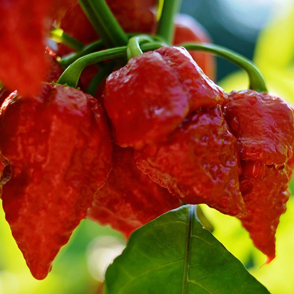 Apocalypse Scorpion pepper seeds - 10 seed pack